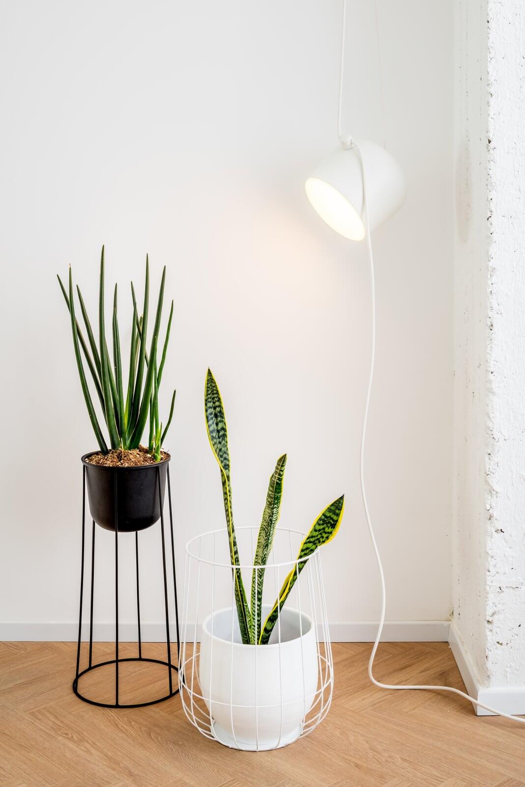 Vasos de plantas para apartamento